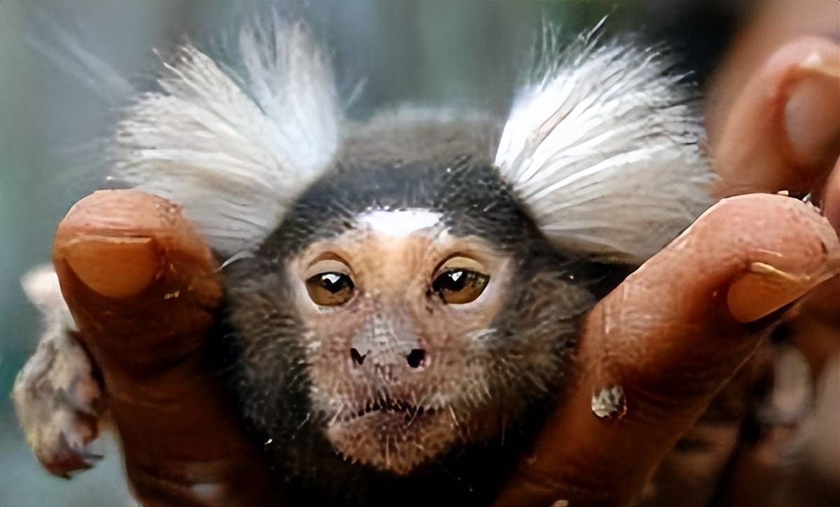 小伙捡了一只猴子,叫声奇怪长相"似人",专家看后让赶紧放走_大卫_人面