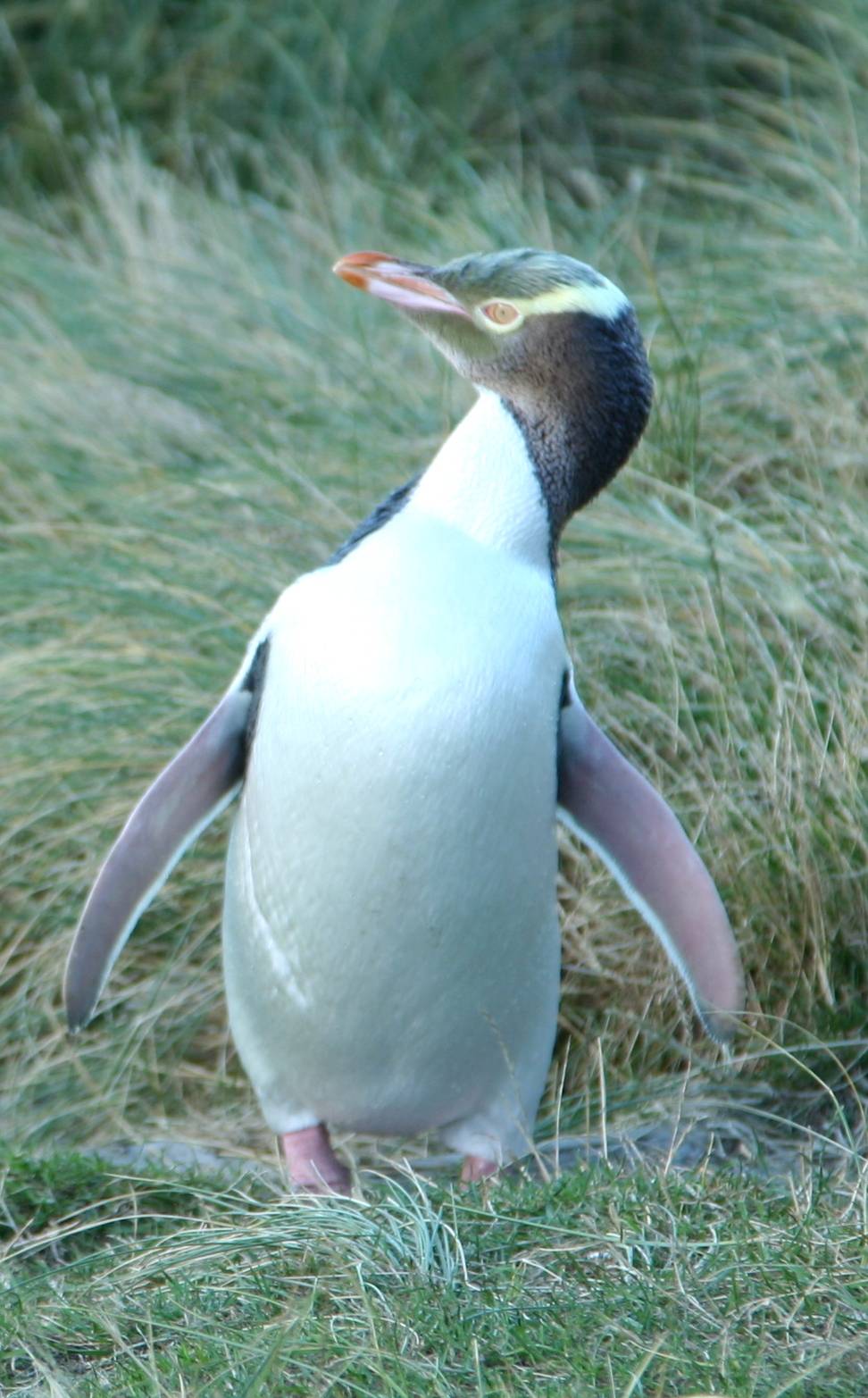 行走新西兰(三)达尼丁:极其珍稀的黄眼企鹅距你仅仅十米远_拉纳克