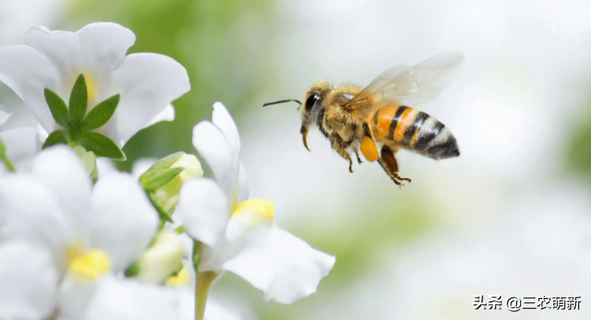 蜜蜂围着你不一定会攻击,很可能对你有意思_蜂巢_蜂蜜_讯号