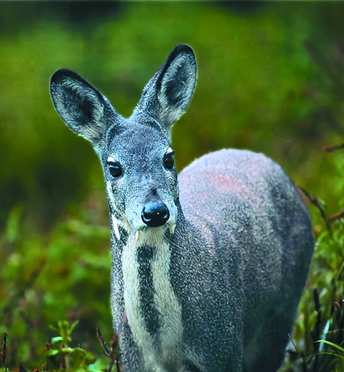 原创广西现珍稀动物林麝不但不避开人反而主动走上前它想做什么