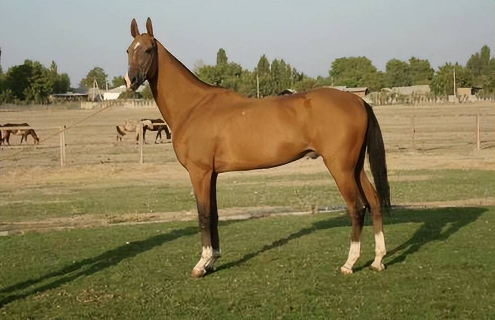 远去的汗血马-阿哈尔捷金马的历_土库曼斯坦_沙漠_品种