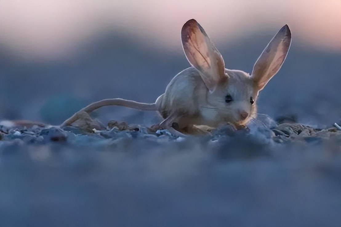 原创游客拍到沙漠精灵之鼠如今已极度濒危长得太可爱了