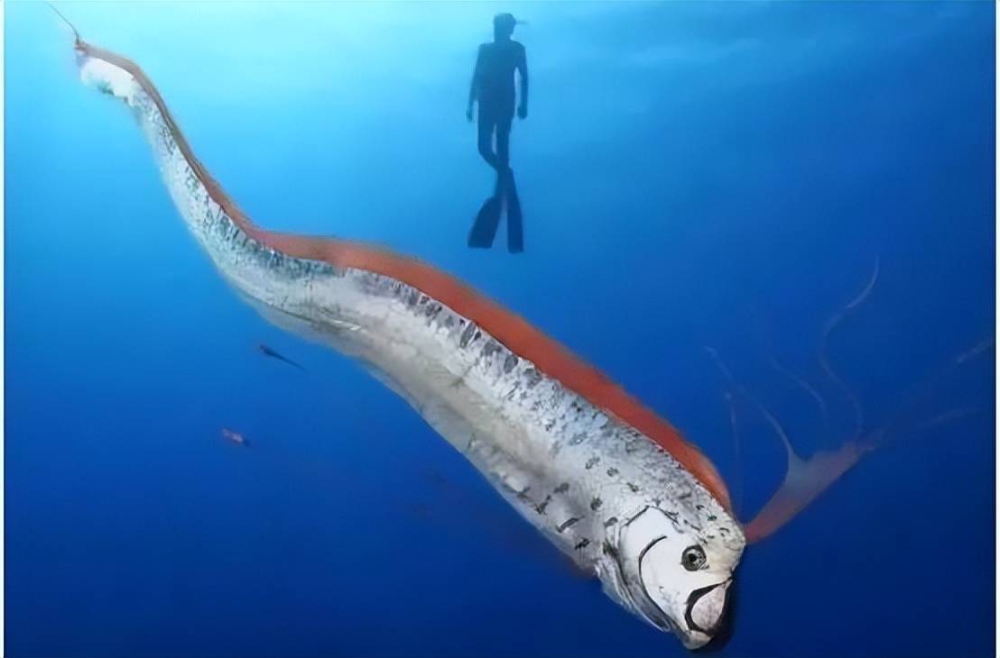 巨型皇带鱼吃人图片