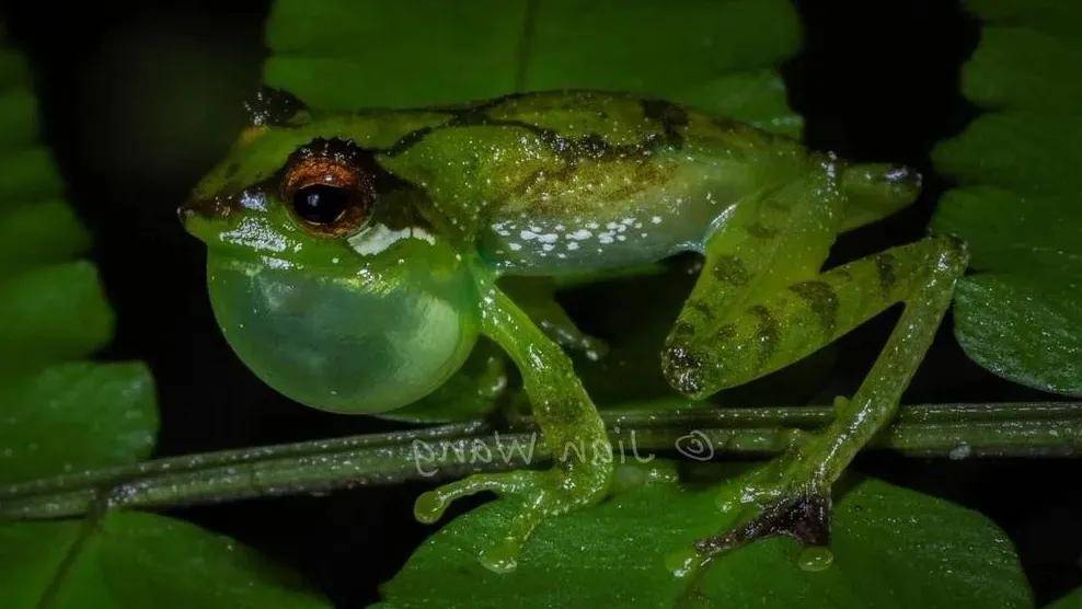 黑眼睑小树蛙(chapa bubble-nest frog)_森林_物种_status