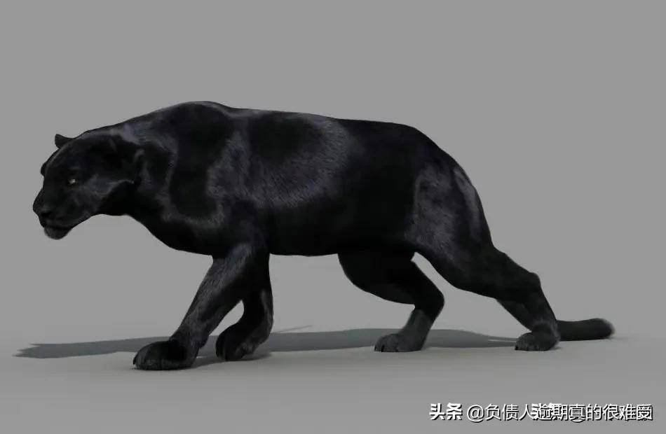 全球最昂贵的6种黑化动物黑化老虎一只价值1个亿只能排第二