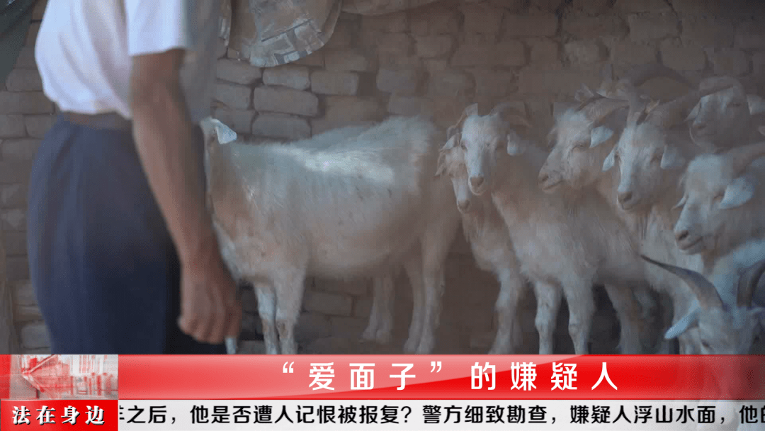 28只羊突然蹊跷死亡！案发现场都是带毒玉米粒 - 巴拉号