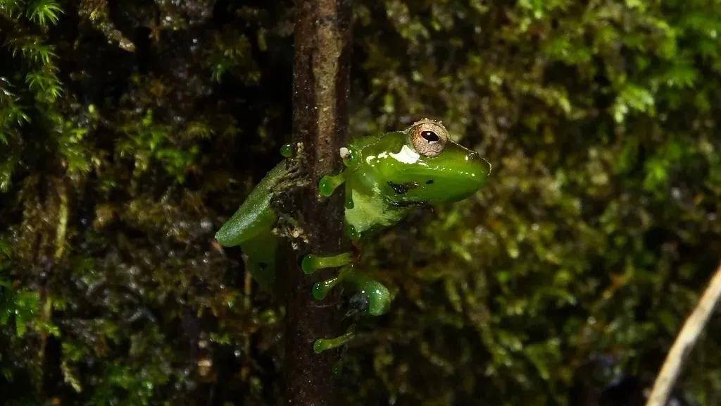 黑眼睑小树蛙(chapa bubble-nest frog)_森林_物种_status