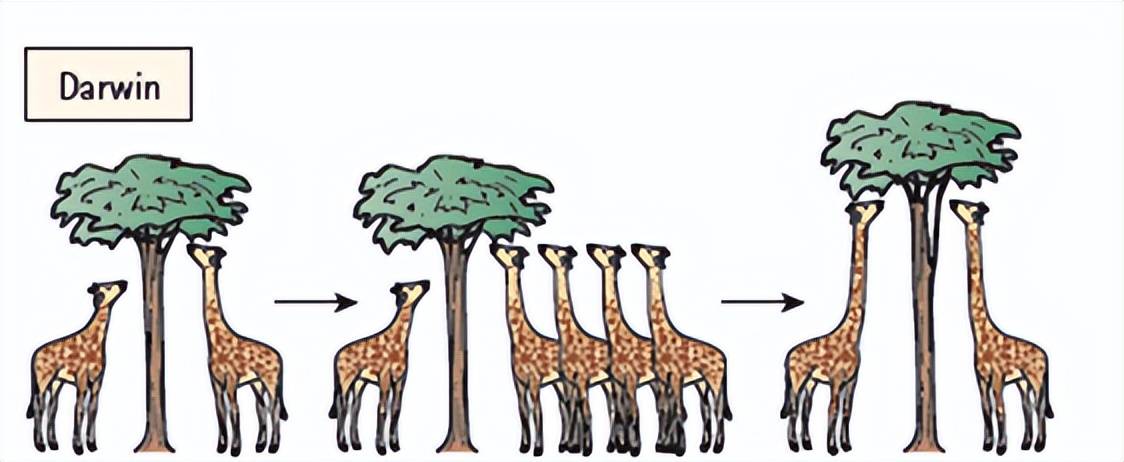 原创来自獬豸xièzhì的答案长颈鹿为什么有长脖子喜欢吃还是为了爱情