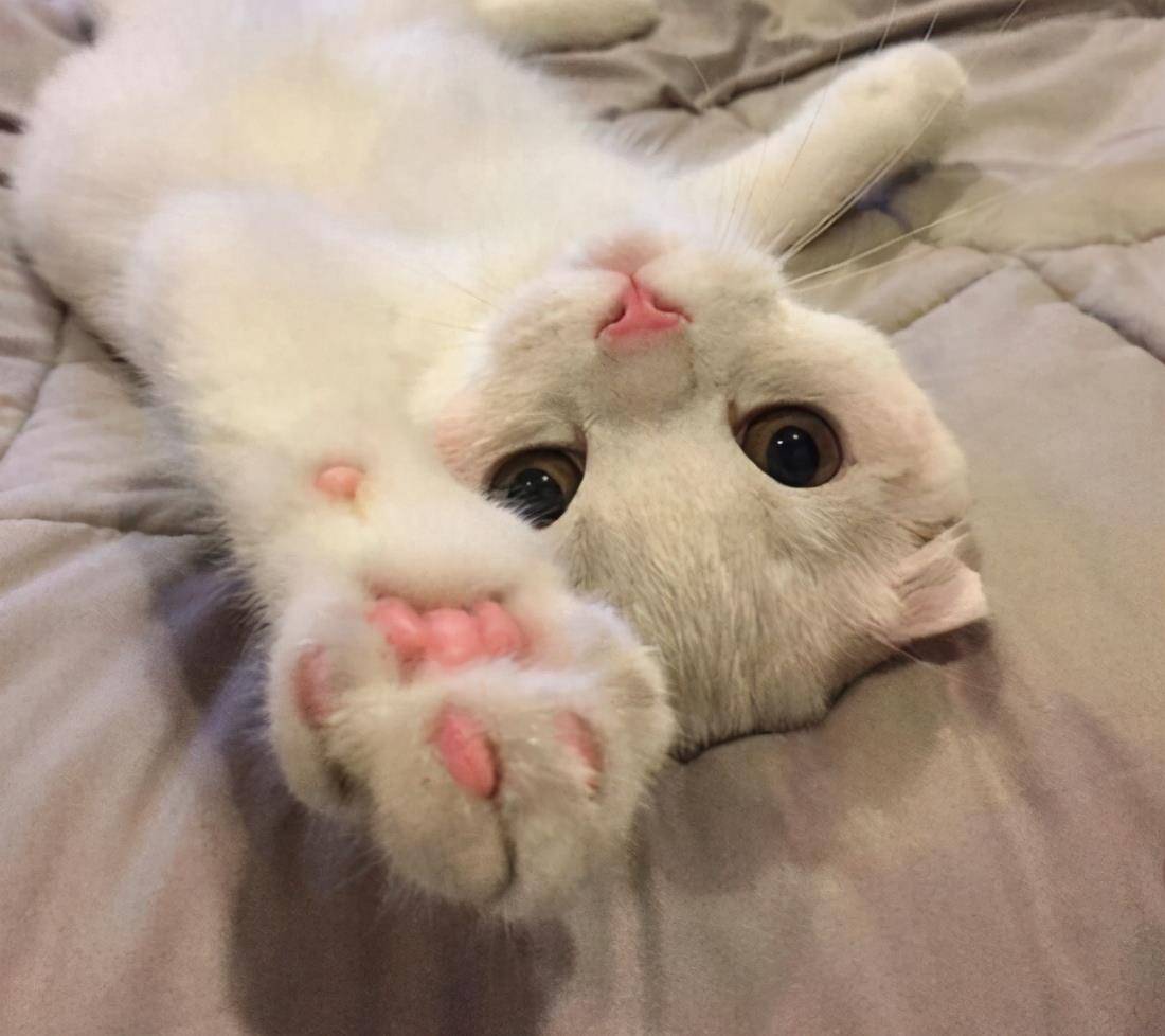 原创猫咪喜欢伸懒腰原来有这几个意思