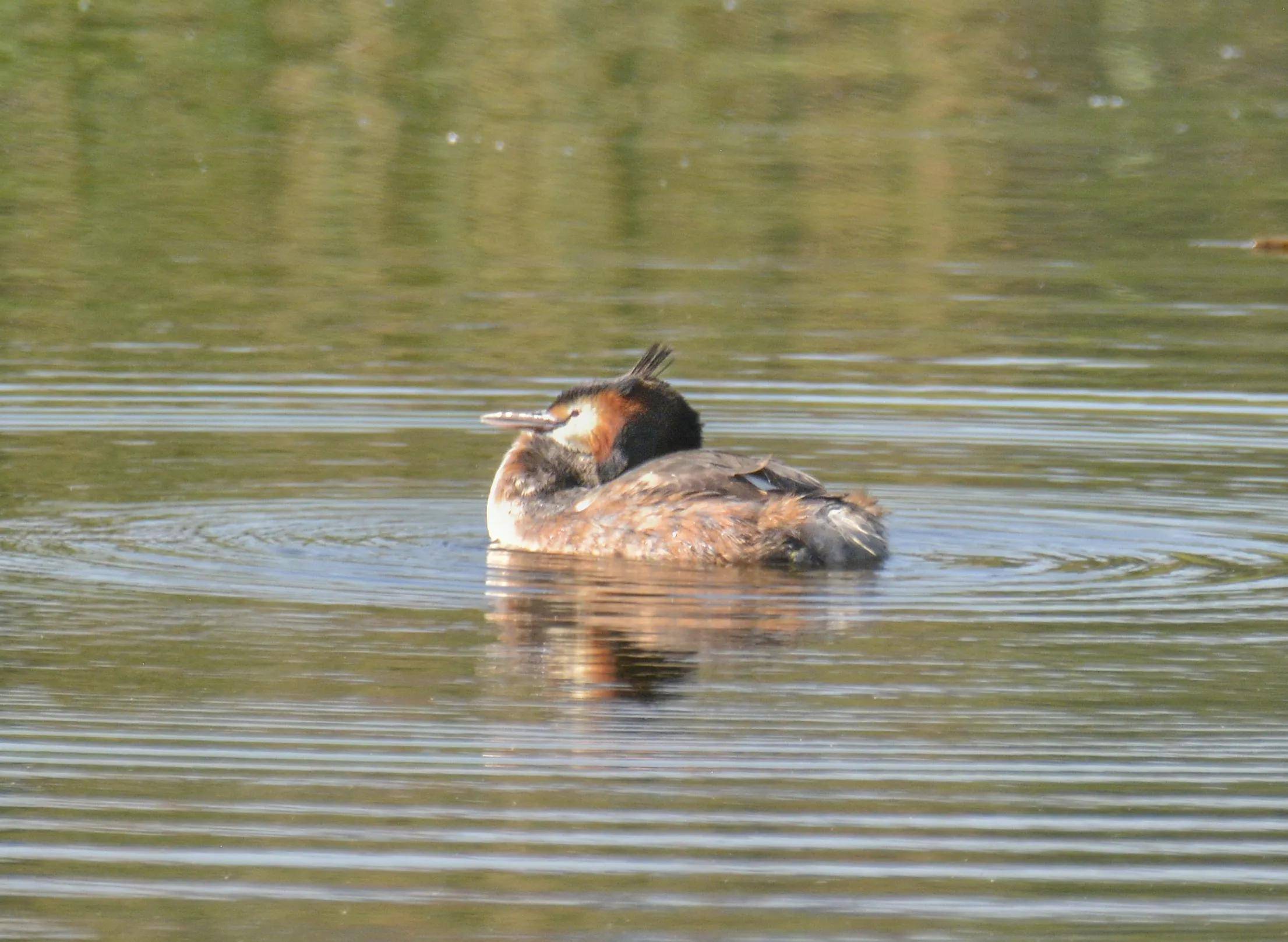 打开,伺机行动脖子上的翎羽打开非常漂亮凤头鹓鷉,俗称张八狗或水老鸹