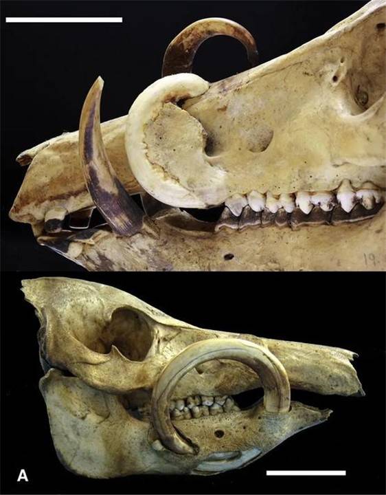 长出獠牙不为战斗,却会扎穿自己脑门,这种野猪让人心疼_公鹿_动物