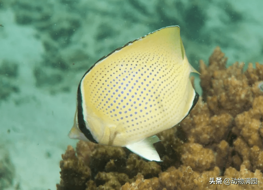 原创物种百科密点蝴蝶鱼