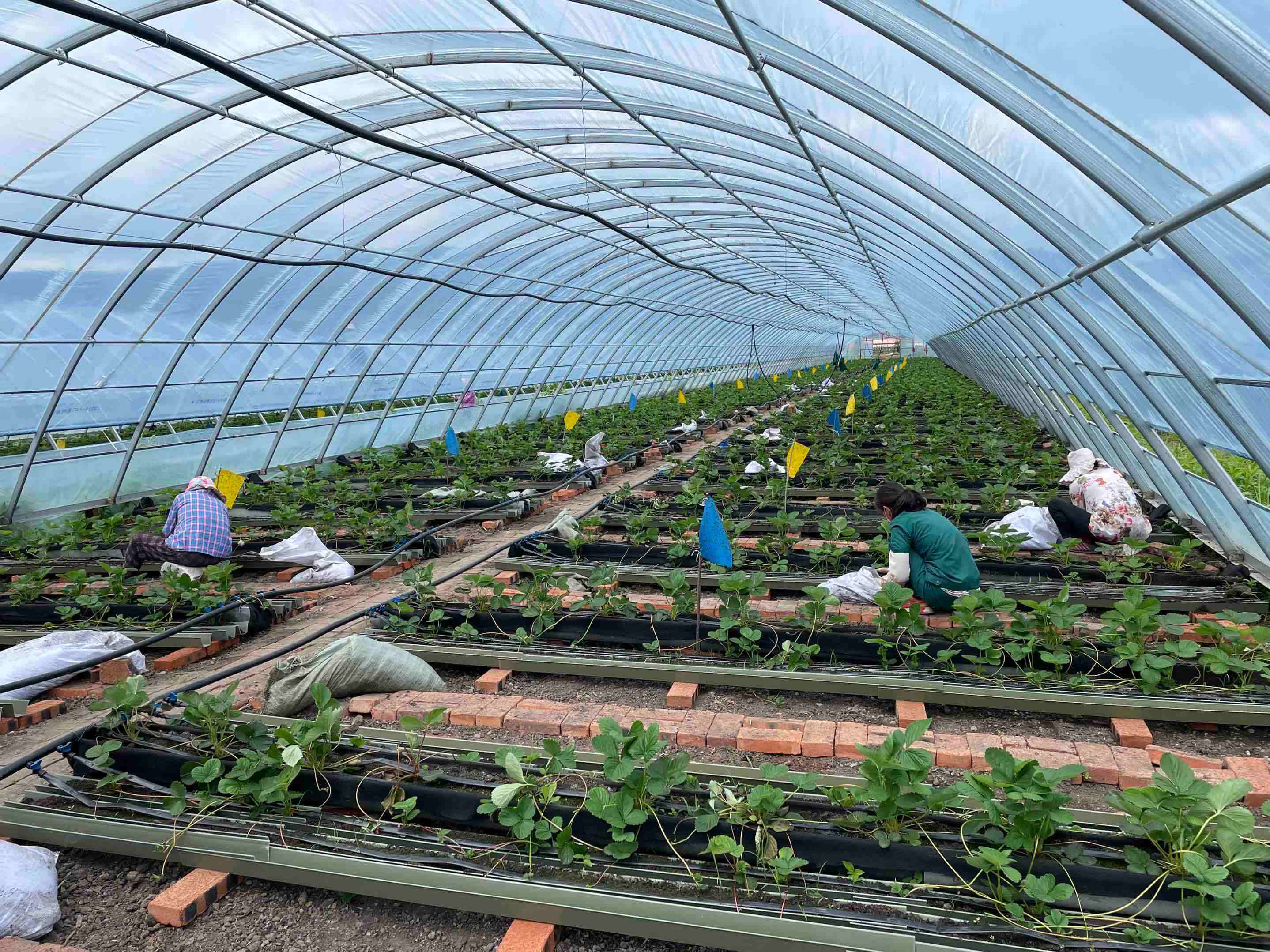 小小草莓苗撑起村民钱袋子