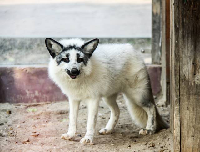 石狐_狐狸_大理
