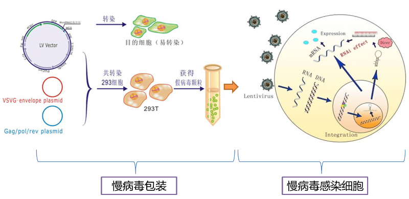 乾貨細胞轉染效率低怎麼辦