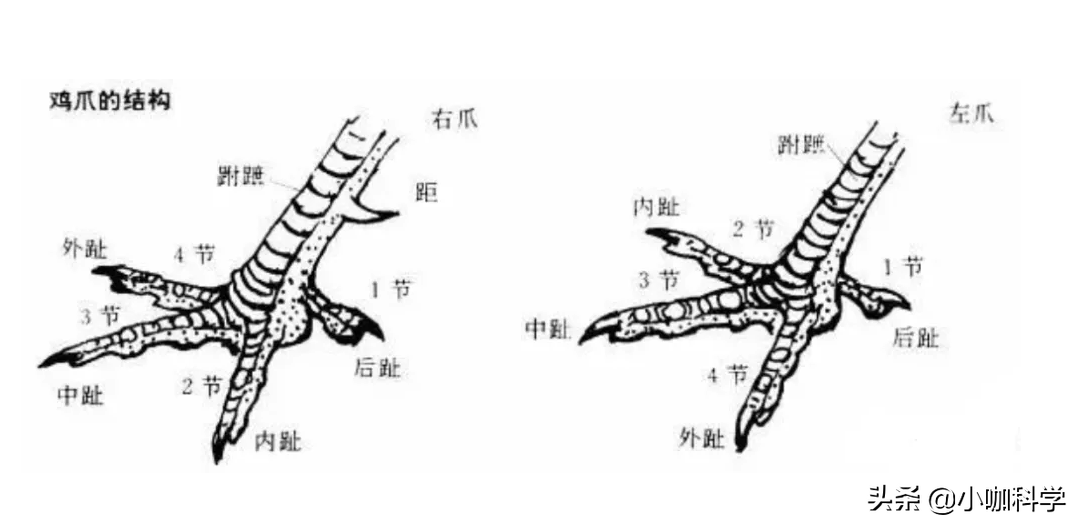 原创吃蜈蚣像吃辣条为何蜈蚣身为五毒之一却被公鸡轻松拿捏