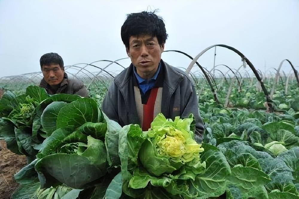 原创农民的蔬菜滞销城市的价格却很高原因有两个菜农要注意了