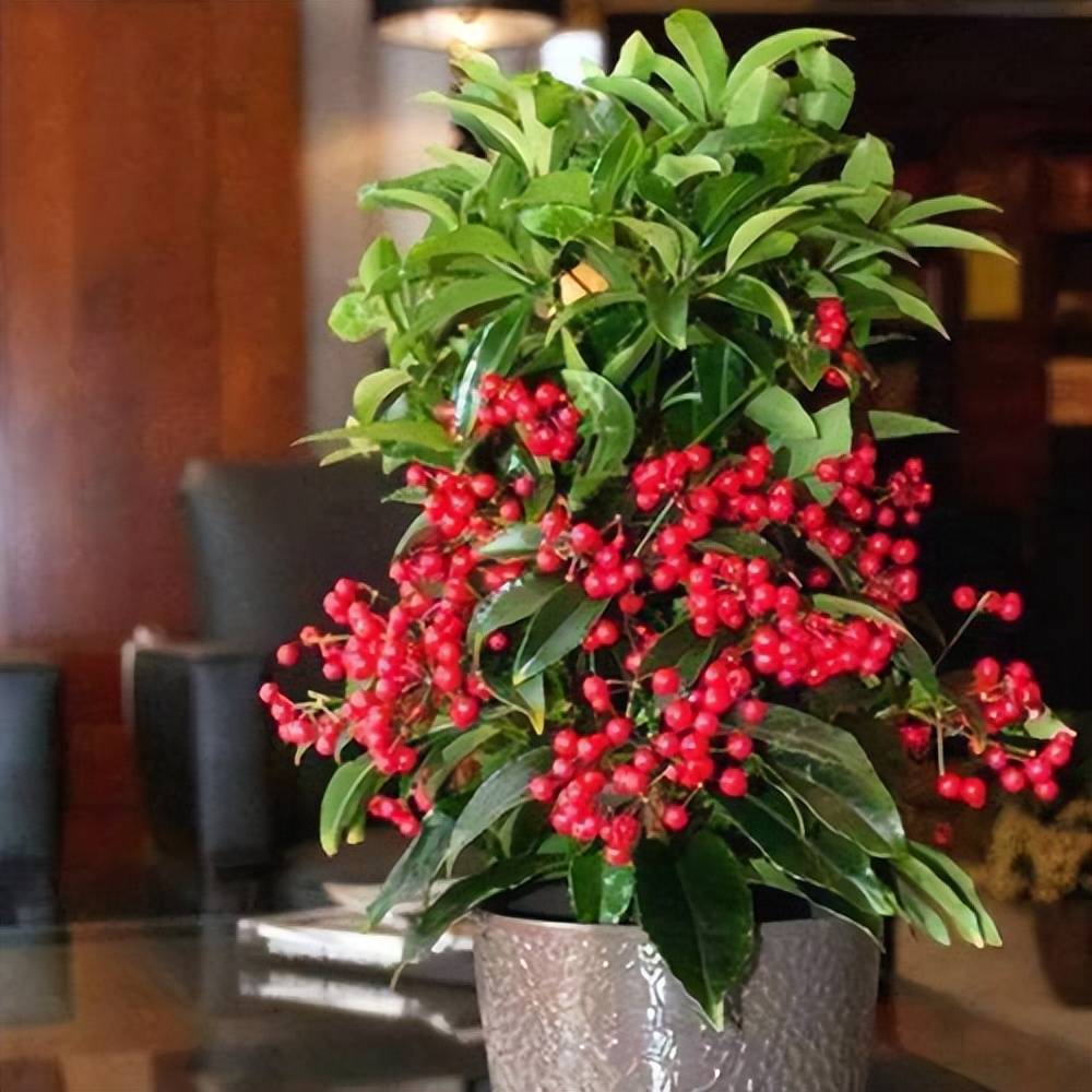 阳台养盆富贵花寓意美好惹人爱花色洁白长出红果子真美