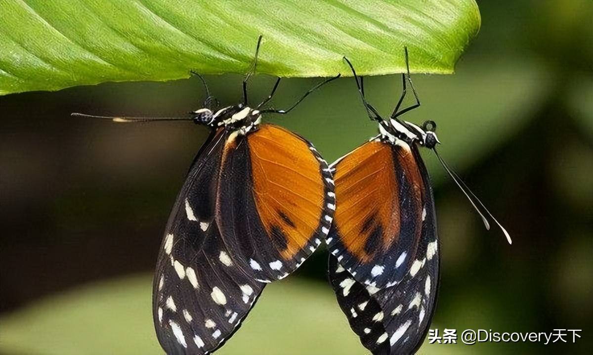某些昆虫的交配长达几个小时,雄虫用抱握器抱住雌虫的腹部