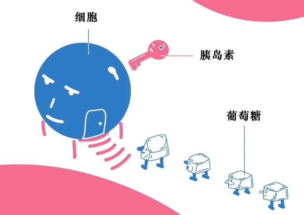 如果由于某种原因,造成胰岛素受体出现功能下降或数量减少等问题,那么