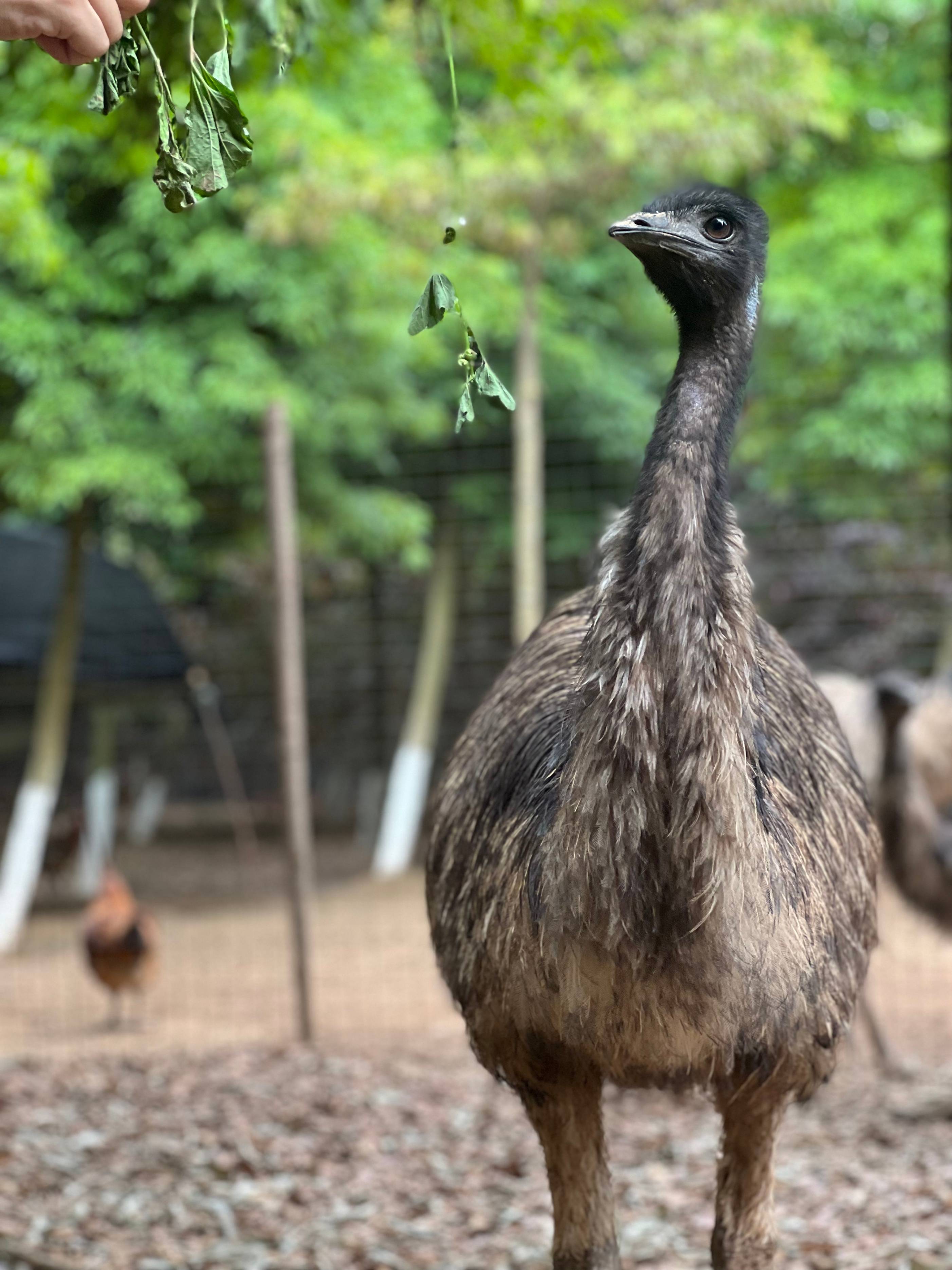 新华媄致进军鸸鹋产业赛道,打造乡村振兴新业态_养殖_发展_农业