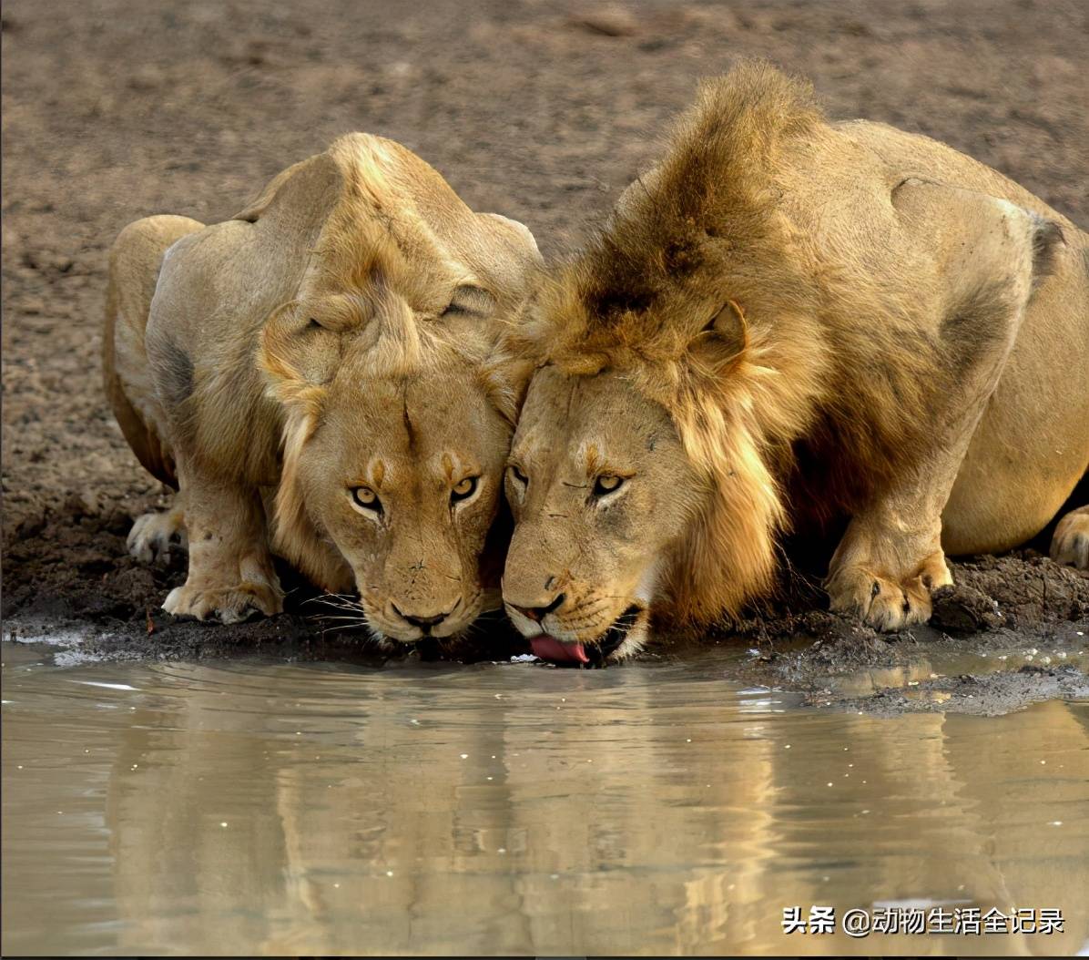 马布里雄狮联盟:连续击败五组双狮联盟,新莫瓦斯雄狮联盟诞生_狮群