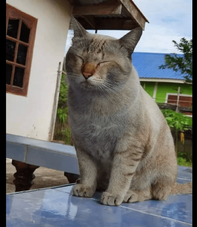 猫咪在外面玩了一宿第二天灰头土脸地躺在门口睡觉挖煤去了