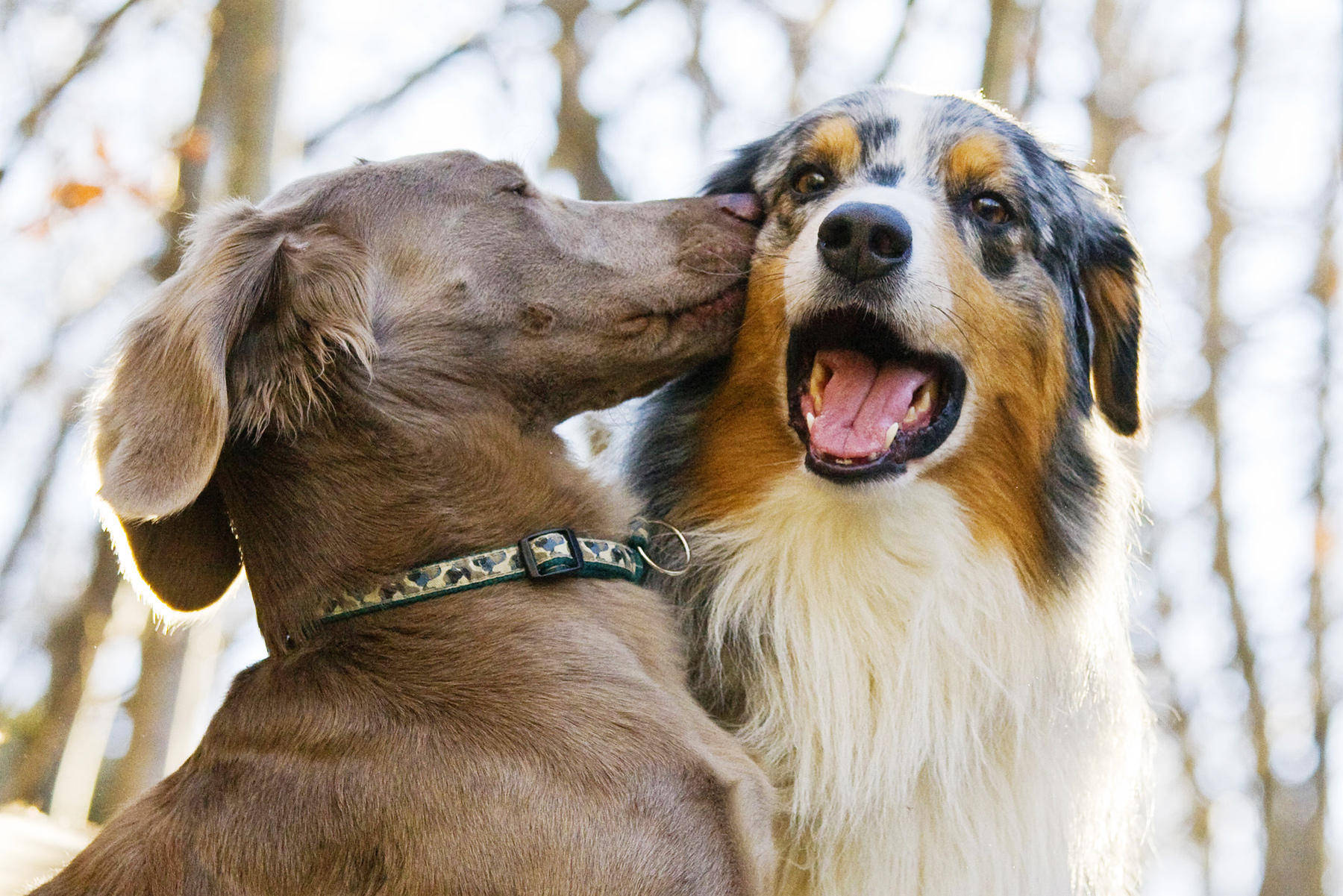 犬科动物锁结 图解图片