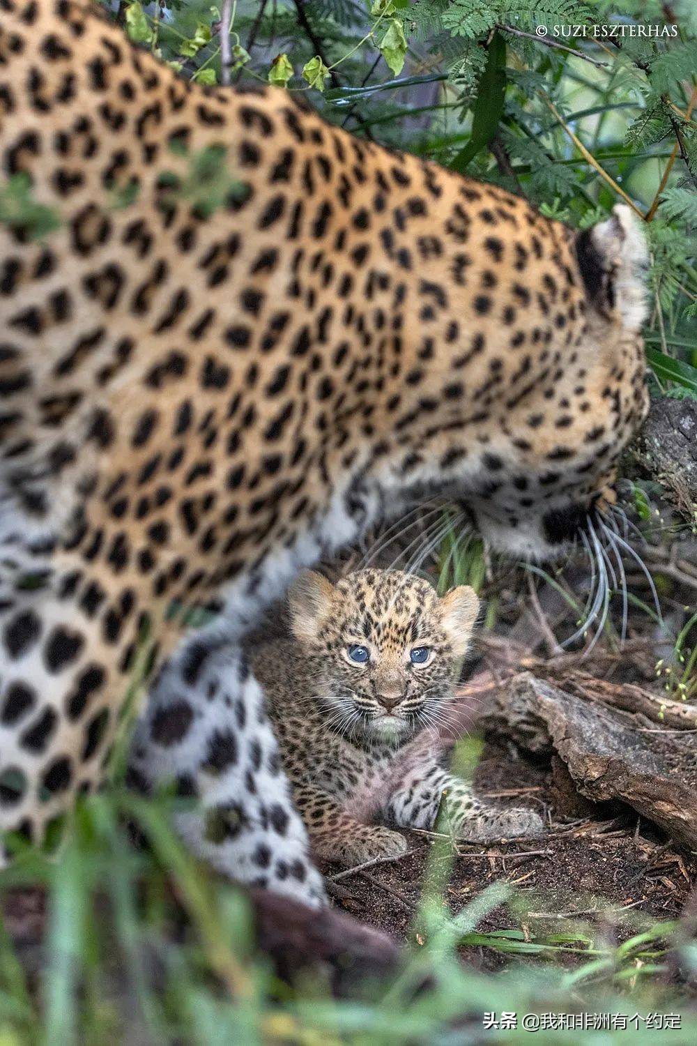 洗手间里的蓝眼睛小豹崽!动物世界最新奇闻录