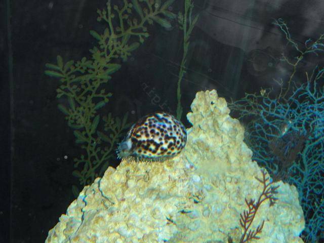 海螺黑美人-黑星宝螺(虎斑宝贝)_珊瑚_斑点_白色