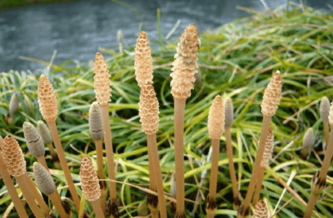 农村这野草名叫吸金草有很好的消肿止痛功效你有见过吗