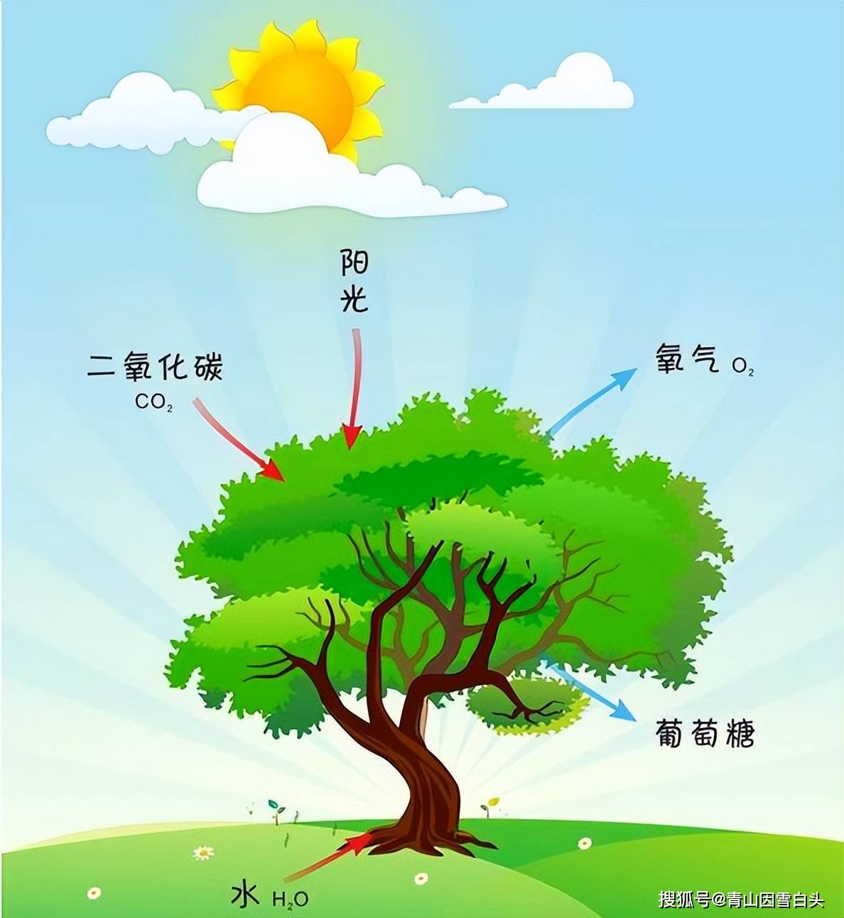 植物光照的特性与遗传特性 日照 时数 小时