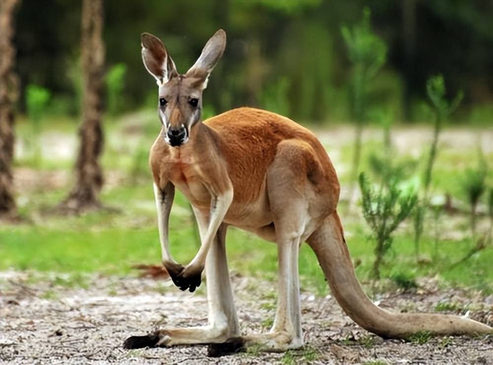 原创澳大利亚袋鼠被男子养大多年后男子绝症临终前袋鼠陪伴男子