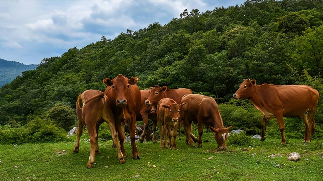 原创我国还有野牛吗西至高原南到海岛甚至香港都有野牛的踪迹