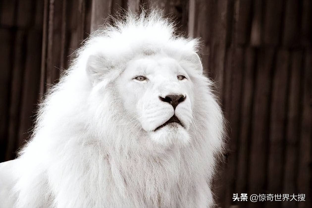 原创上帝忘记上色了20个罕见的白化动物大自然太神奇了