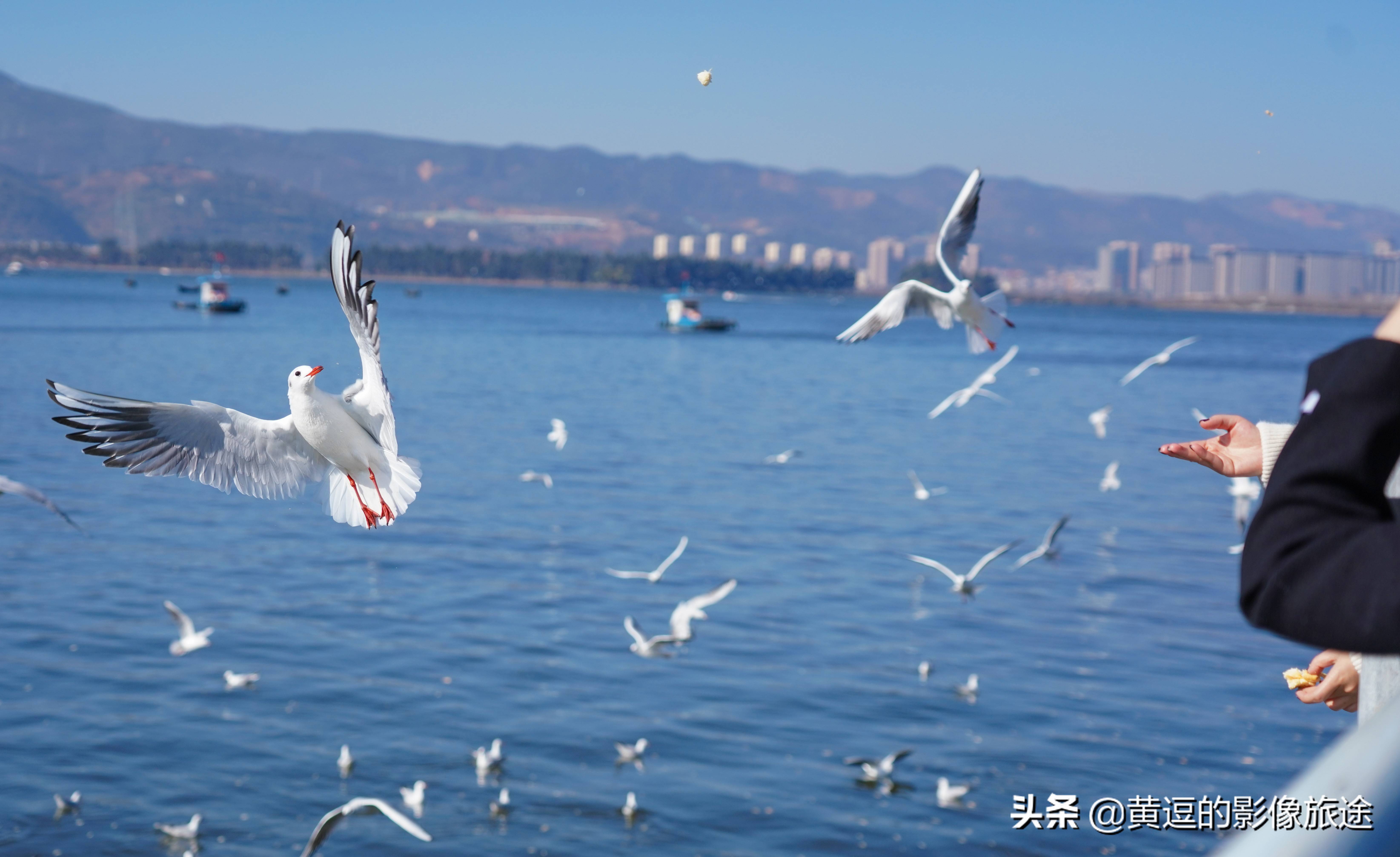 实拍:4万余红嘴鸥赴昆明越冬 海埂大坝上演"群鸥共舞"_滇池_海鸥_人群