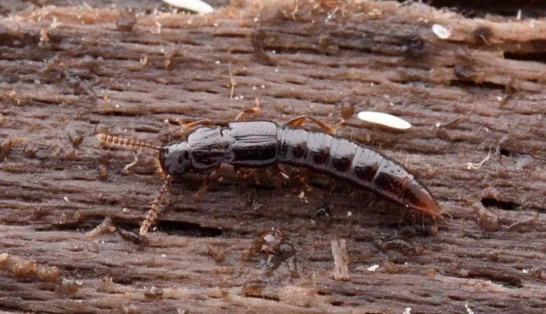 (八) 隐翅虫科(七)阎甲科(六) 扁泥甲科两种雌雄成虫和蛹(五) 沼甲科