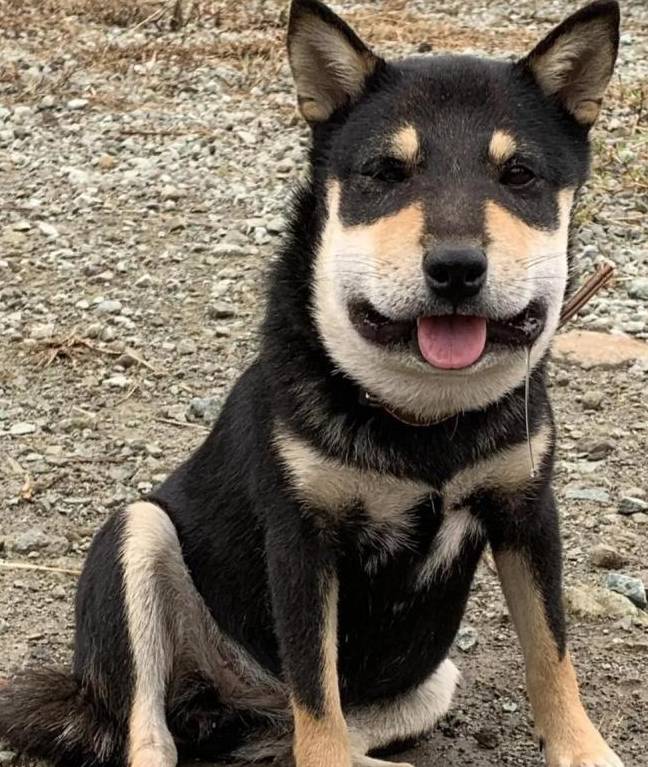 这副模样主人差点都要认不出来了,原来这只柴犬去招惹蜜蜂,变成了"