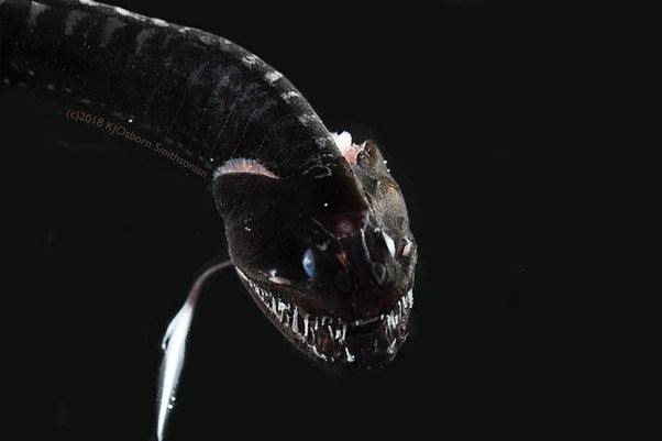 一种圆罩鱼,国外深巨口鱼,舌头上有尖牙.