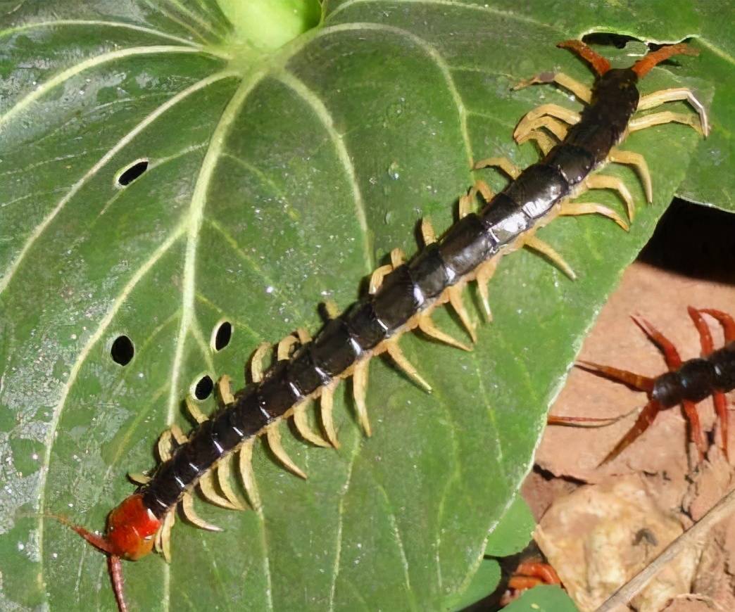 号称五毒之一的蜈蚣为什么毒不死大公鸡这段位真不差