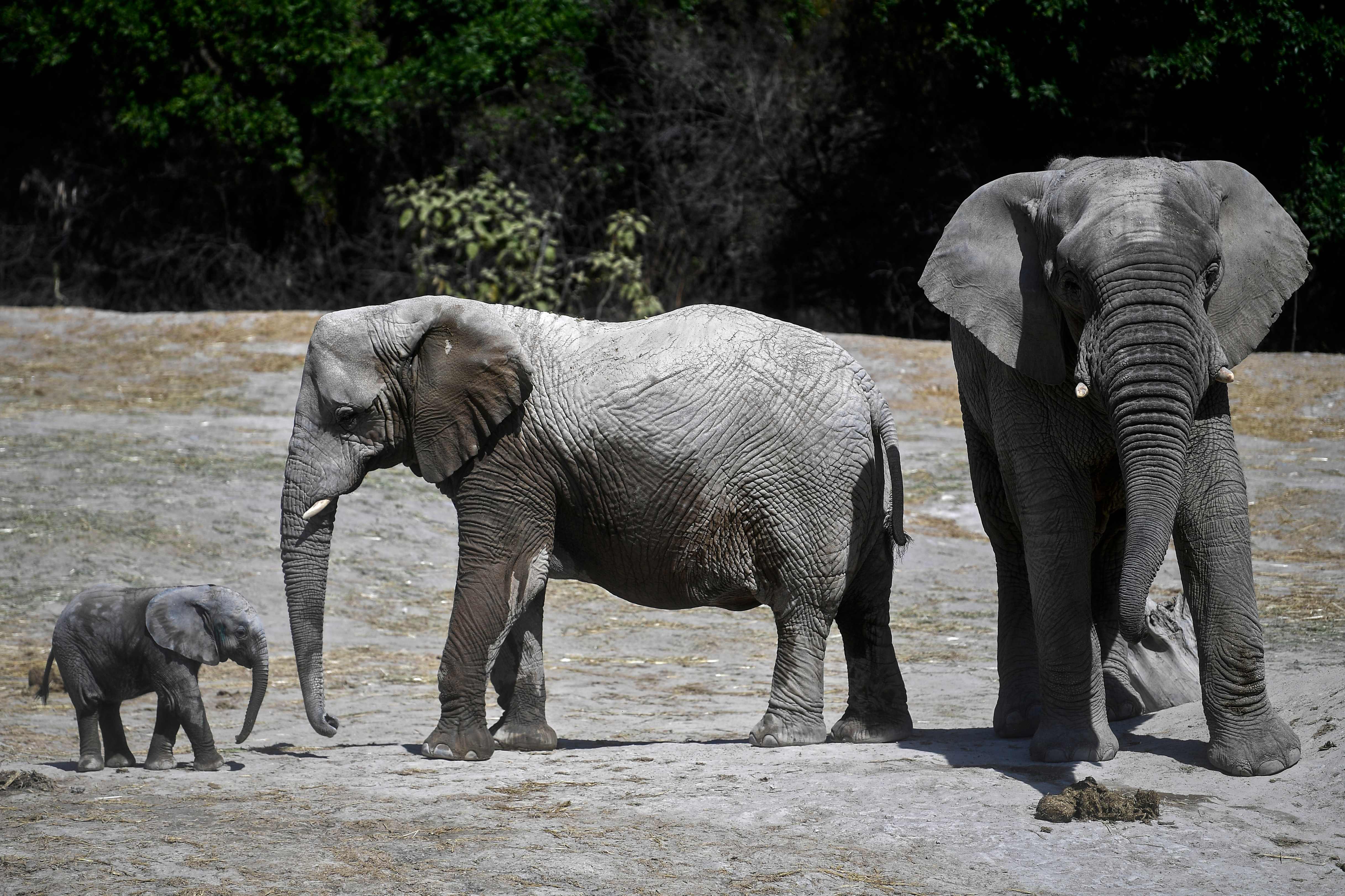 墨西哥的野生動物園_新華社_普埃布拉_外代