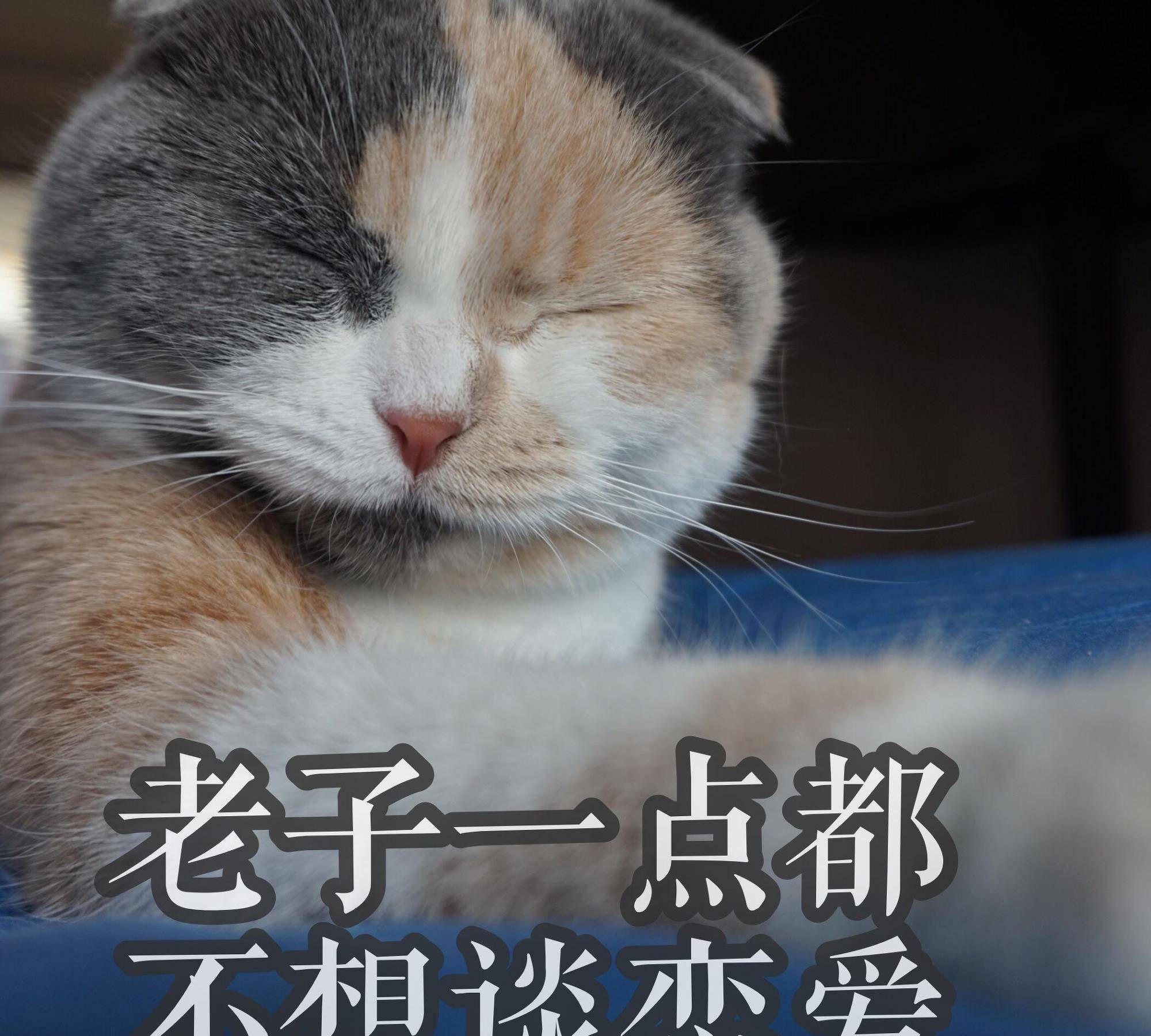 老子一点都不想谈恋爱单身狗们不要灰心,总是一天你会不再是单身狗的