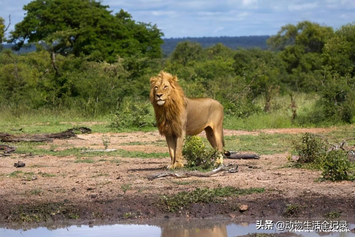熊男雄狮打败老伯明翰雄狮成功称王却败于北马雄狮联盟