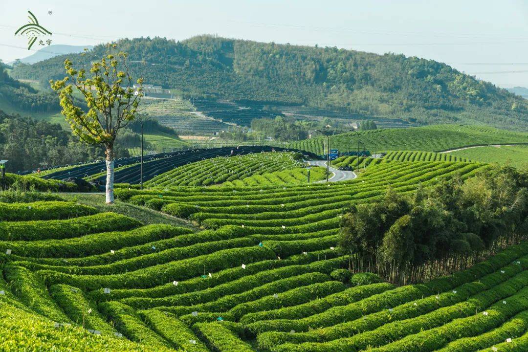 浙江省茶叶集团运用方志资料复兴中华抹茶