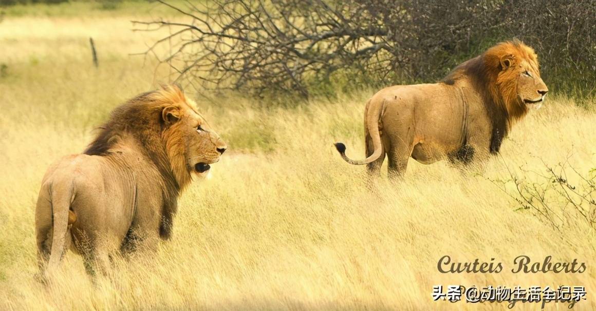 原創勒布隆雄獅聯盟號稱克魯格國家公園體型最大的雄獅聯盟威武