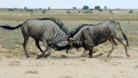 鬣狗狩猎角马,撞上角马为争交配权打架,吓得惊慌失措_寻找_离开_猎物