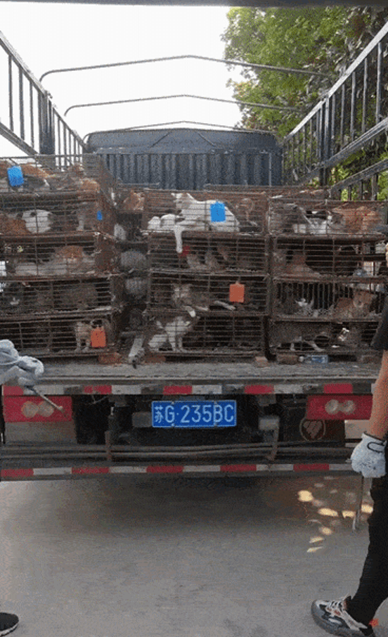 世界爱犬联盟靠gps救猫我们还要熬多久