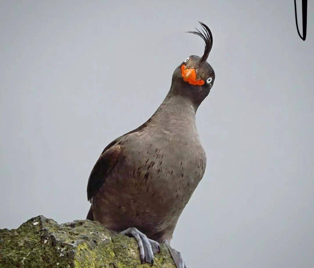 它就是鸟中哈士奇,凤头海雀.特征:有装饰性的羽冠,身