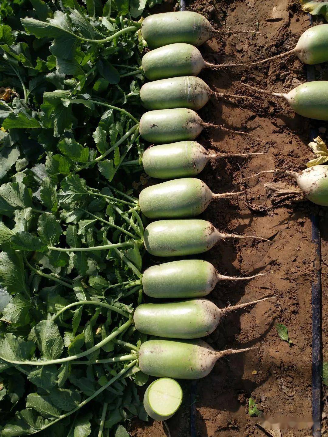 夏萝卜的肥水管理做好这几点产量高品质高