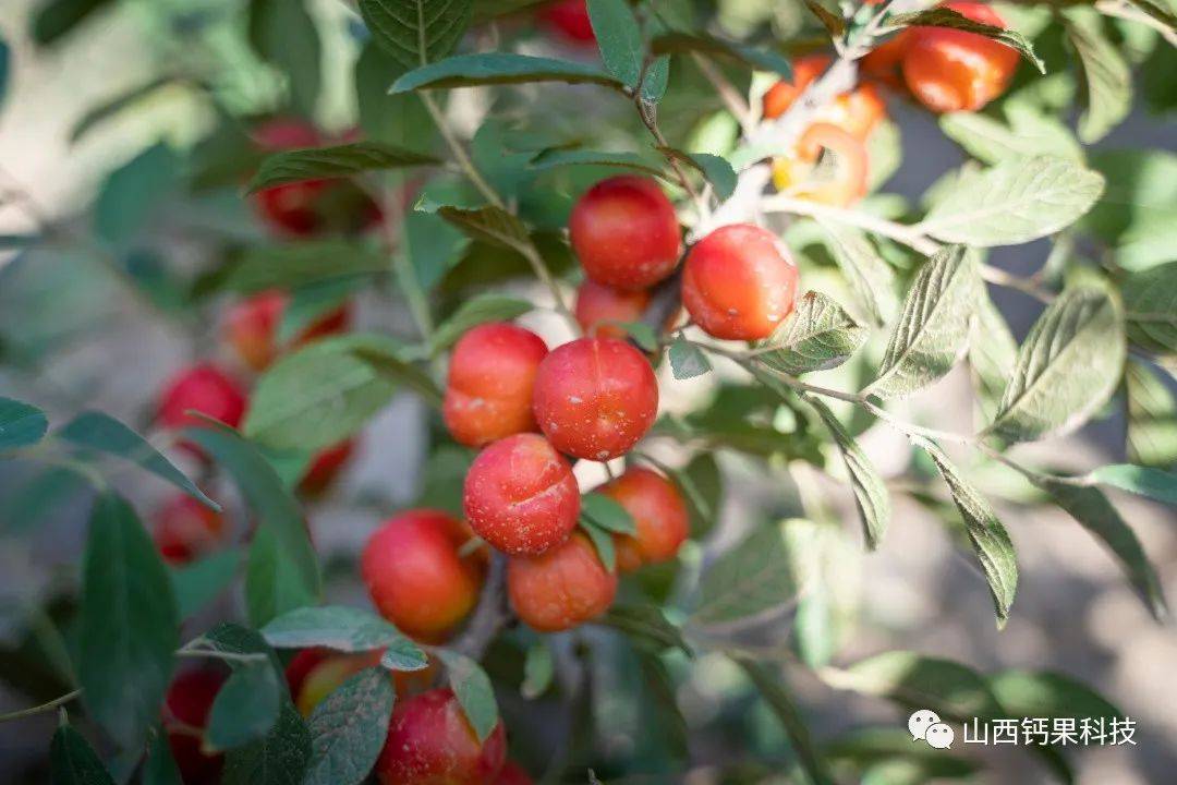 钙果小课堂钙果营养价值
